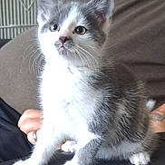 Storm is registered to the contest to win money with this photo: kitten, cat, gray_and_white, pet, animal, fur, whiskers, ears, curious, sitting, indoor, person, hand, tattoo, cage, background, closeup, young, cute, domestic