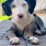 Skye Eddy joined the competition — help win amazing prizes! puppy, dog, heterochromia, nose_spots, pavement, outdoor, sunlight, greenery, grass, wall, resting, close_up, cute, pet, animal, young_dog, ears, paw, laying_down, daylight
