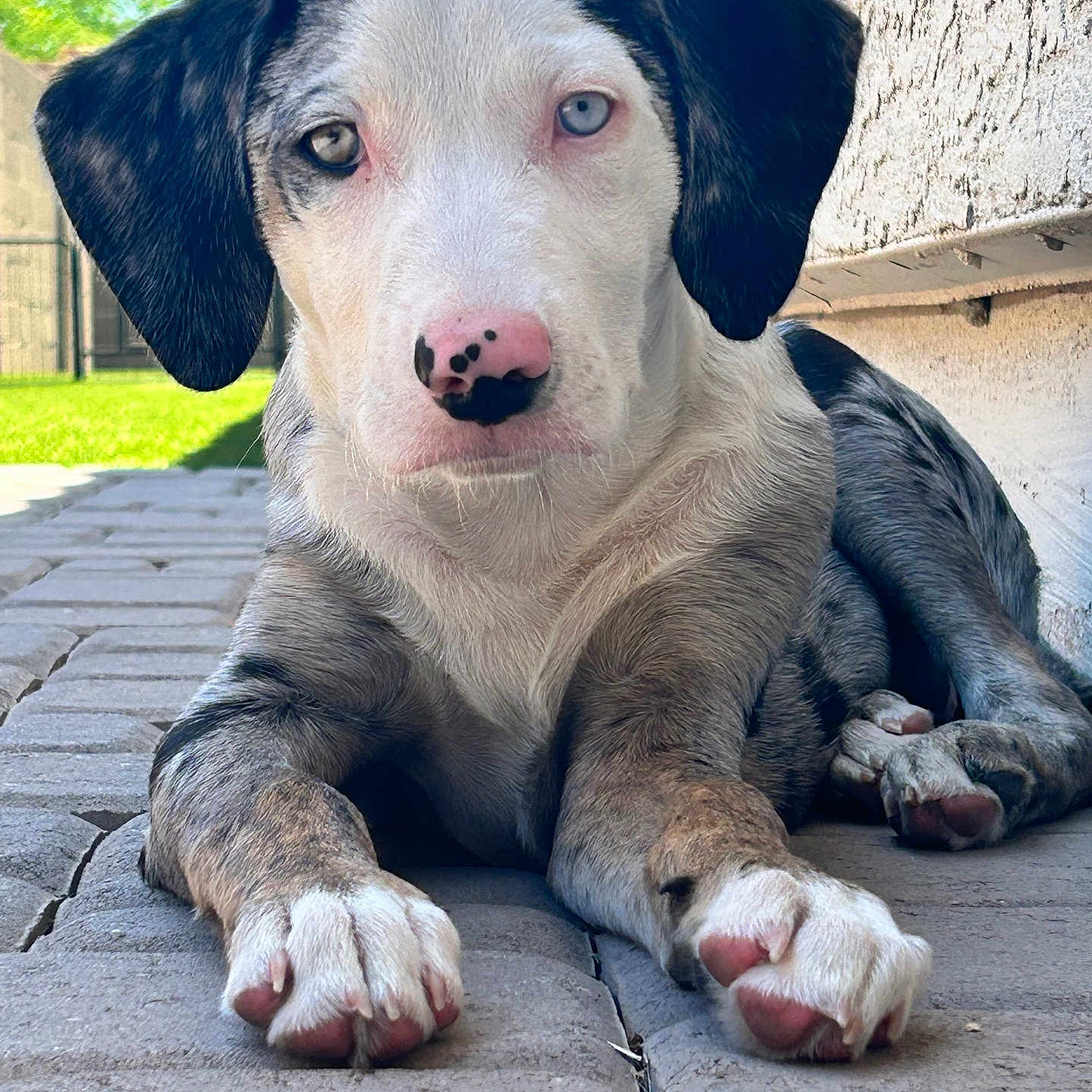 Skye Eddy joined the competition — help win amazing prizes! puppy, dog, heterochromia, nose_spots, pavement, outdoor, sunlight, greenery, grass, wall, resting, close_up, cute, pet, animal, young_dog, ears, paw, laying_down, daylight
