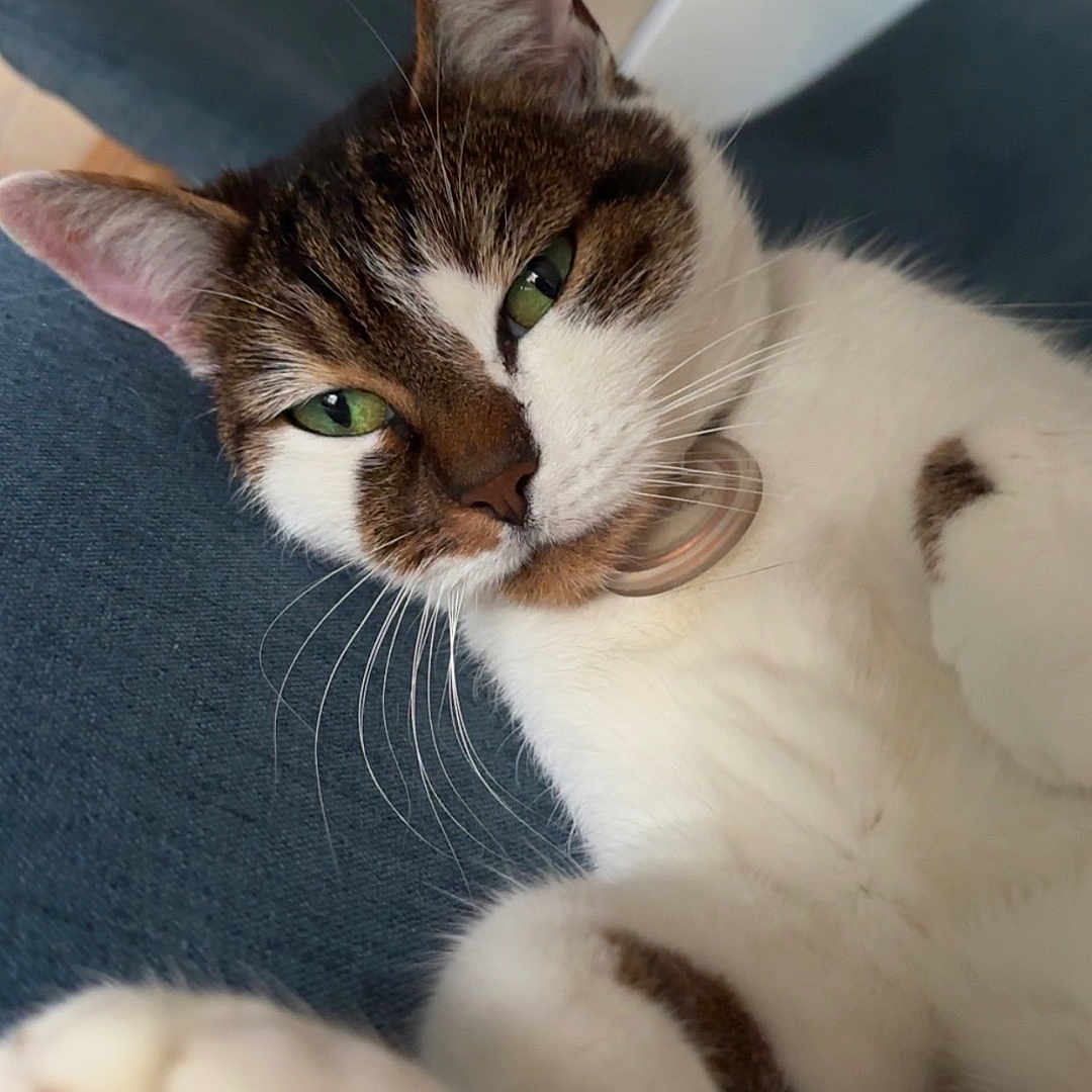 Noisette a rejoint le concours — aidez-le/la à gagner de superbes lots ! abyssinian, angora, animal, bodypart, canine, cat, couch, dog, furniture, hardwood, kitten, manx, mouth, person, pet, siamese, sleeping, wood