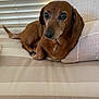 dog, dachshund, brown_dog, pet, indoor, couch, pillow, striped, window_blinds, relaxed, animal, canine, fur, ears, tail, snout, comfort, resting, domestic, companion