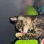 animal, blanket, cat, closeup, cozy, cute, domestic, feline, furry, green, indoor, kitten, licking, paw, pet, resting, sleepy, soft, tortoiseshell, young