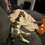 Miley is registered to the contest to win money with this photo: cat, couch, blanket, plush_toy, indoor, furniture, pet, animal, relaxing, gray, pink, orange, soft, cozy, home, living_room, pillow, resting, domestic, comfort