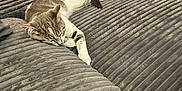 Miley is registered to the contest to win money with this photo: cat, sleeping, couch, gray, indoor, pet, feline, relaxing, cozy, fur, striped, whiskers, paw, resting, home, furniture, comfortable, domestic, animal, quiet