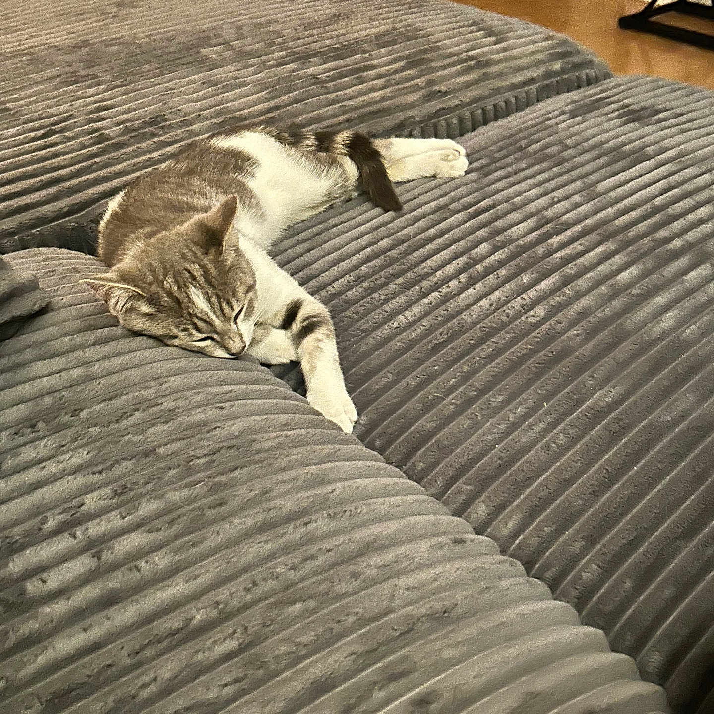 Miley is registered to the contest to win money with this photo: animal, cat, comfortable, couch, cozy, domestic, feline, fur, furniture, gray, home, indoor, paw, pet, quiet, relaxing, resting, sleeping, striped, whiskers