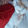 kitten, cat, sleeping, tattoo, arm, cushion, red, white, fur, paw, resting, cozy, indoor, pet, animal, cute, relaxed, feline, soft, nap