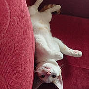Ulys participe au concours pour gagner de l'argent avec cette photo : cat, white_cat, orange_spots, upside_down, lying_down, red_couch, indoor, pet, cute, whiskers, paws, fur, relaxed, curious, animal, cozy, feline, home, resting, playful