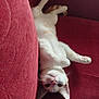 cat, white_cat, orange_spots, upside_down, lying_down, red_couch, indoor, pet, cute, whiskers, paws, fur, relaxed, curious, animal, cozy, feline, home, resting, playful