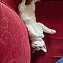 kitten, cat, upside_down, red_couch, relaxed, cozy, indoor, feline, pet, fur, white_cat, orange_spots, paw, whiskers, cute, sleepy, resting, soft_texture, fabric, domestic_animal