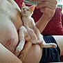 kitten, cat, person, shirtless, indoor, couch, red_cushion, relaxed, pet, orange_and_white, fur, window, natural_light, human_arm, hand, feline, resting, cozy, domestic, cute