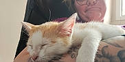 Ulys participe au concours pour gagner de l'argent avec cette photo : cat, sleeping, kitten, tattoo, person, glasses, arm, indoor, closeup, resting, pet, cute, feline, comfort, human, face, chair, window, casual, relaxation