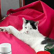 Noopy participe au concours pour gagner de l'argent avec cette photo : bottle, carnivore, cat, cat_supply, comfort, domestic_short_haired_cat, drink, drinking, drinkware, felidae, fur, liquid, mammal, paw, plastic_bottle, red, small_to_medium_sized_cats, tail, water_bottle, whiskers