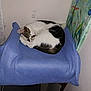Onasys a rejoint le concours — aidez-le/la à gagner de superbes lots ! carnivore, cat, cat_bed, cushion, domestic_short_haired_cat, felidae, furniture, kitten, linens, nap, pillow, sleep, small_to_medium_sized_cats, tail, whiskers