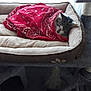 Onasys participe au concours pour gagner de l'argent avec cette photo : bed, bed_sheet, bedding, blanket, flesh, fur, furniture, linens, pink, quilt, red, room, textile