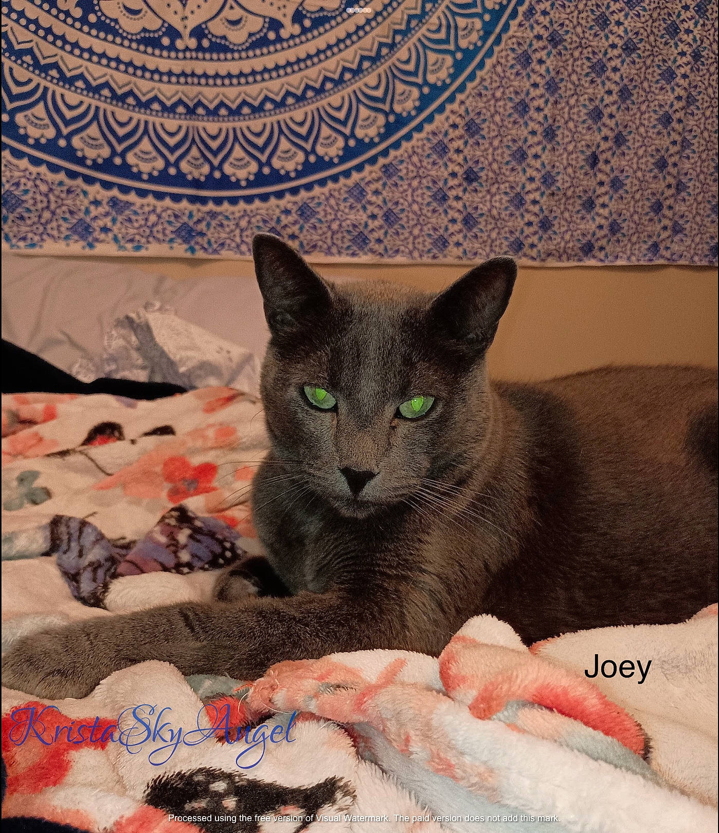 Joey joined the competition — help win amazing prizes! carnivore, cat, cat_bed, cat_supply, comfort, domestic_short_haired_cat, felidae, fur, grey, linens, pattern, paw, photo_caption, puzzle, small_to_medium_sized_cats, snout, whiskers