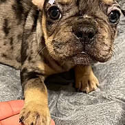 Furrari joined the competition — help win amazing prizes! puppy, dog, french_bulldog, bow, paw, hand, close_up, cute, pet, animal, fur, snout, ears, blanket, resting, indoor, companion, domestic_animal, friendship, cozy