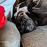 Mojave joined the competition — help win amazing prizes! animal, black_dog, canine, carpet, closeup, couch, dog, fur, home, indoor, jeans, paw, person, pet, playful, relaxed, resting, shirt, smiling_dog, teeth