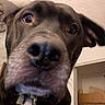Mojave is registered to the contest to win money with this photo: animal, brown, canine, close_up, collar, curious, dog, domestic_animal, ears, expression, face, fur, house, indoor, looking, muzzle, nose, pet, portrait, whiskers