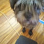 affenpinscher, animal, canine, dog, hardwood, pet, plywood, puppy, terrier, wood