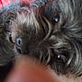 affenpinscher, animal, canine, dog, face, head, person, pet, poodle, puppy, terrier