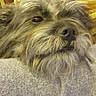 Chewy is registered to the contest to win money with this photo: animal, closeup, comfort, cozy, cushion, dog, fluffy, furniture, gray, home, indoor, nostalgic, pet, portrait, relaxed, resting, scruffy, sleepy, striped, yellow