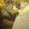 Chewy is registered to the contest to win money with this photo: animal, brown, closeup, comfort, couch, cozy, curious_eyes, dog, face, fur, grey_blanket, home, indoor, pet, relaxed, resting, scruffy, snuggle, striped, warm
