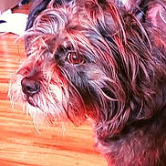 Chewy joined the competition — help win amazing prizes! animal, brown_fur, canine, companion, curious, cute, dog, domestic, fluffy, friendly, fur, household, indoor, looking_away, mammal, pet, portrait, scruffy, side_view, wooden_floor