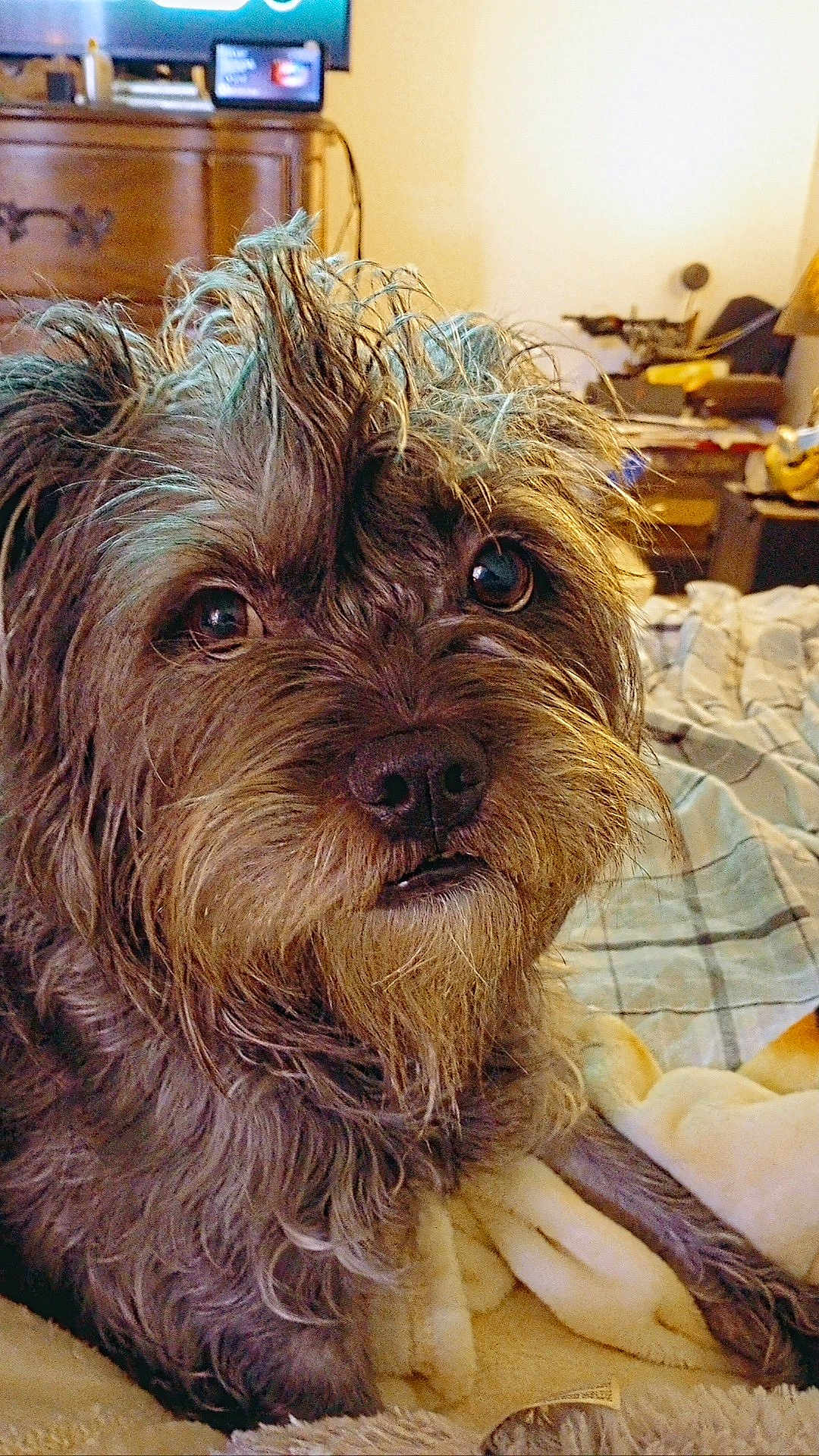 Chewy