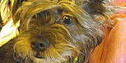 Chewy is registered to the contest to win money with this photo: animal, black, blanket, brown, canine, closeup, couch, cozy, curious, cute, dog, domestic, fluffy, fur, furniture, heart_tag, indoor, pet, portrait, relaxed
