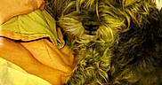 Chewy is registered to the contest to win money with this photo: animal, bed, blanket, canine, comfort, cozy, curly_hair, cute, dog, domestic_animal, ears, fur, indoor, looking_at_camera, lying_down, pet, relaxed, snout, soft_texture, warm_colors