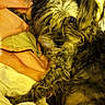 animal, bed, blanket, canine, comfort, cozy, curly_hair, cute, dog, domestic_animal, ears, fur, indoor, looking_at_camera, lying_down, pet, relaxed, snout, soft_texture, warm_colors