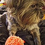 affenpinscher, animal, canine, clothing, coat, dog, jacket, pet, puppy, terrier