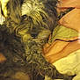Chewy is registered to the contest to win money with this photo: animal, black, blanket, brown, closeup, comfort, cozy, cute, dog, ears, face, fur, furry, indoor, laying, pet, relaxed, resting, scruffy, soft