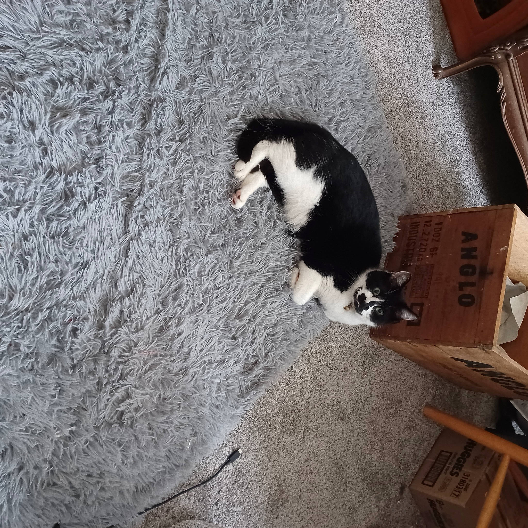 Conrad joined the competition — help win amazing prizes! box, canidae, carnivore, cat, claw, concrete, dog_breed, domestic_short_haired_cat, felidae, flooring, fur, hardwood, paw, shadow, small_to_medium_sized_cats, sporting_group, table, tail, whiskers, wood