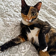 Chloe is registered to the contest to win money with this photo: cat, calico, pet, animal, bed, bedspread, patterned, fur, whiskers, relaxed, indoor, curious, eyes, paw, resting, cute, feline, domestic, cozy, closeup