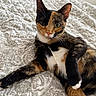 cat, calico, pet, animal, bed, bedspread, patterned, fur, whiskers, relaxed, indoor, curious, eyes, paw, resting, cute, feline, domestic, cozy, closeup