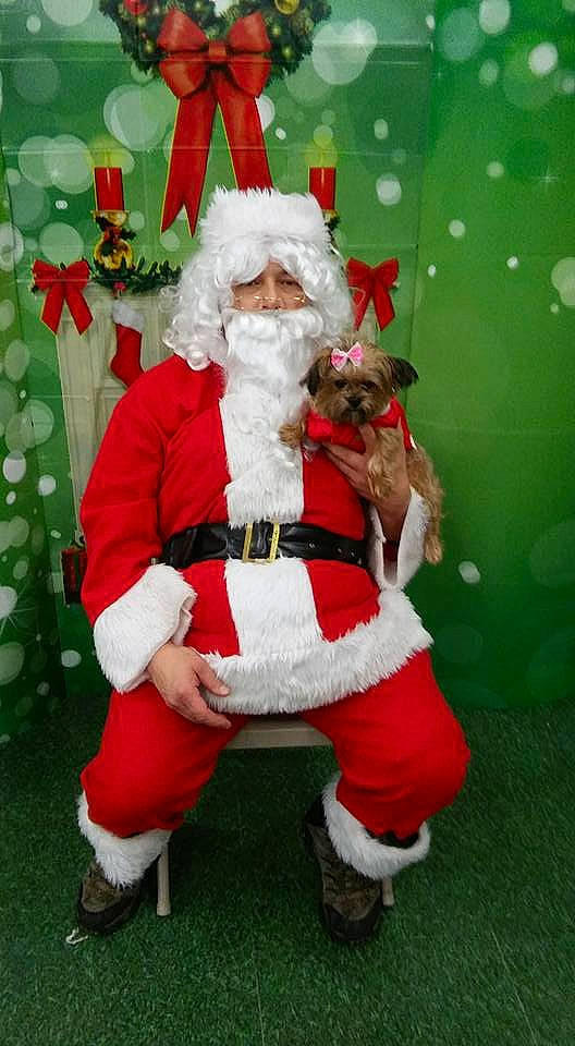 Bella joined the competition — help win amazing prizes! beard, carnivore, christmas, christmas_decoration, christmas_eve, companion_dog, costume_hat, dog, dog_breed, dog_supply, event, fictional_character, fur, green, holiday, holiday_ornament, interior_design, lap, santa_claus, toy_dog