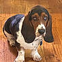 basset_hound, dog, pet, indoor, wood_floor, long_ears, brown, white, black, sitting, looking_up, collar, tag, canine, domestic_animal, cute, portrait, flooring, animal, mammal