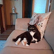 Ruby is registered to the contest to win money with this photo: alert, black_and_white, cat, couch, cozy, domestic_animal, feline, fur, home_decor, indoor, lantern, living_room, pet, pillow, relaxed, seated, table, tuxedo_cat, whiskers, wooden_floor