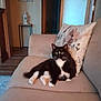 alert, black_and_white, cat, couch, cozy, domestic_animal, feline, fur, home_decor, indoor, lantern, living_room, pet, pillow, relaxed, seated, table, tuxedo_cat, whiskers, wooden_floor