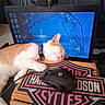 cat, sleeping, orange_and_white, pet, animal, face, whiskers, ears, collar, indoors, desk, computer, monitor, webcam, mouse, keyboard, home_office, night_scene, moon, desktop_wallpaper