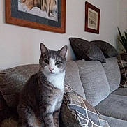 Sammy is registered to the contest to win money with this photo: animal, blanket, cat, couch, cushions, ears, eyes, framed_art, fur, gray_cat, home_decor, indoor, living_room, pet, portrait, sitting, sofa, wall, whiskers, white_chest