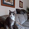 animal, blanket, cat, couch, cushions, ears, eyes, framed_art, fur, gray_cat, home_decor, indoor, living_room, pet, portrait, sitting, sofa, wall, whiskers, white_chest