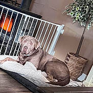 Smokey is registered to the contest to win money with this photo: dog, brown_dog, pet_bed, blanket, fireplace, wood_stove, baby_gate, living_room, hardwood_floor, potted_plant, wicker_basket, collar, pet, cozy, relaxed, looking_at_camera, furniture, hearth, indoor, floor