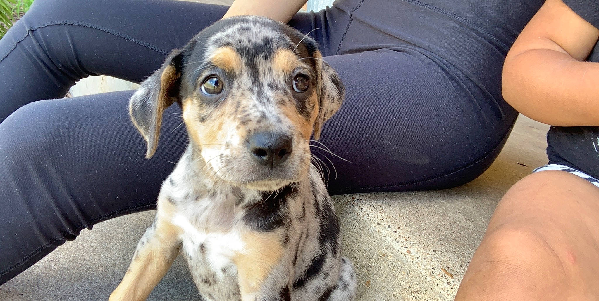 Pixie Love Gonzales joined the competition — help win amazing prizes! bluetick_coonhound, canidae, carnivore, companion_dog, dog, dog_breed, louisiana_catahoula_leopard_dog, mammal, puppy, rare_breed_dog, snout, sporting_group, vertebrate