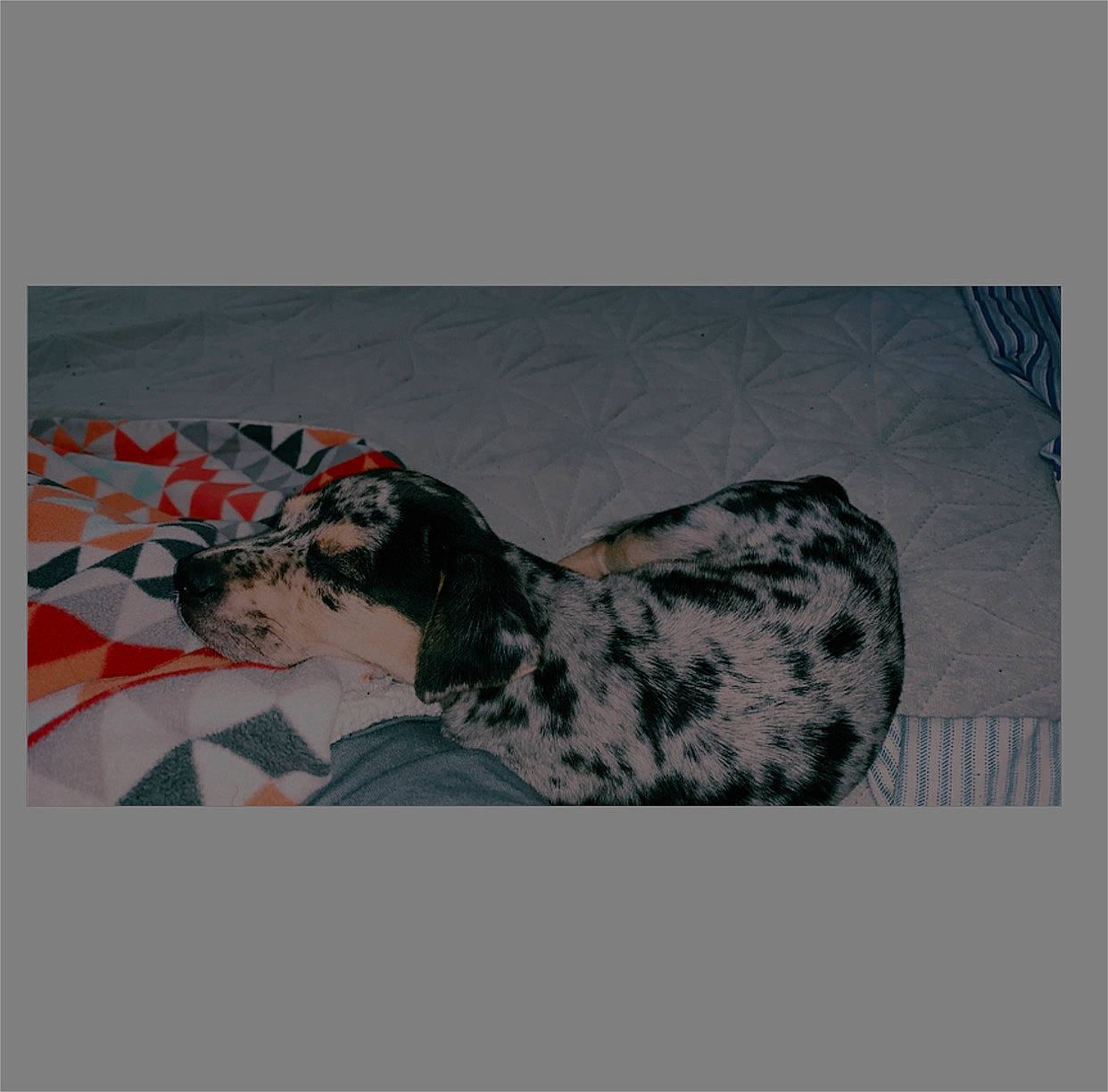 Pixie Love Gonzales joined the competition — help win amazing prizes! art, canidae, carnivore, dalmatian, dog, dog_breed, non_sporting_group, sporting_group