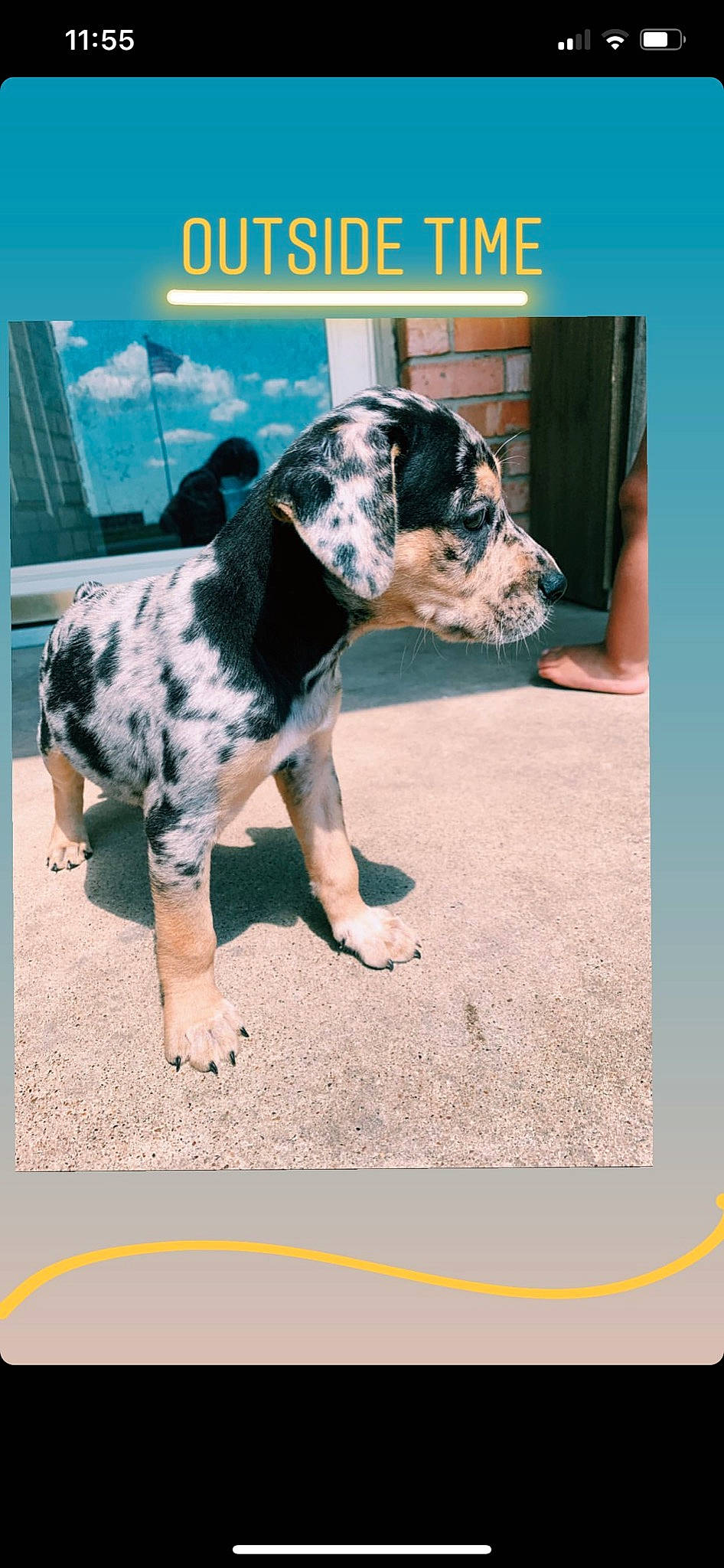 Pixie Love Gonzales is registered to the contest to win money with this photo: canidae, carnivore, dog, dog_breed, fawn, great_dane, guard_dog, mammal, non_sporting_group, photo_caption, rare_breed_dog, sporting_group, vertebrate, working_dog