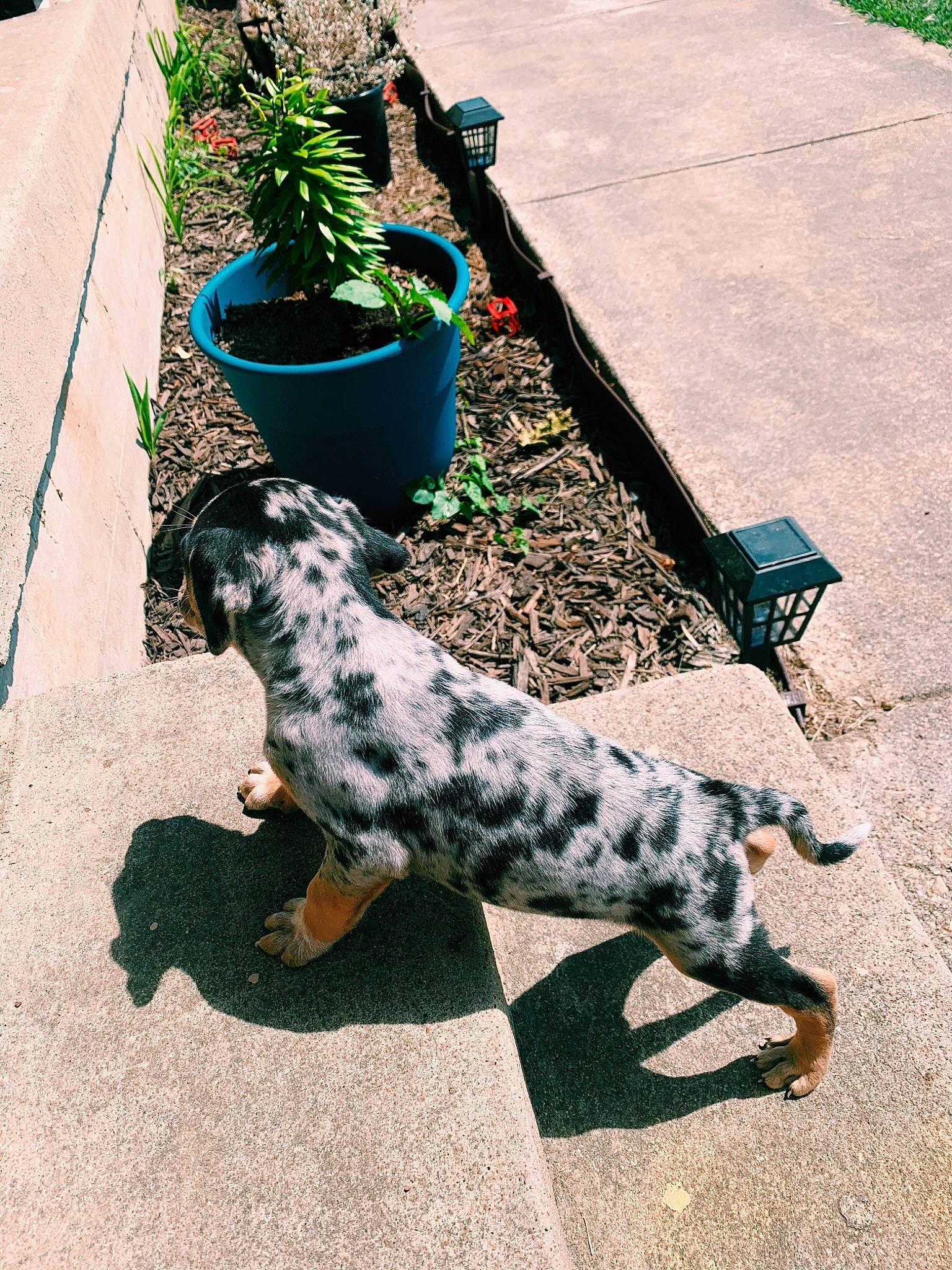 Pixie Love Gonzales joined the competition — help win amazing prizes! canidae, carnivore, dog, dog_breed, grass, green, louisiana_catahoula_leopard_dog, mammal, non_sporting_group, plant, puppy, sporting_group, tail, working_dog