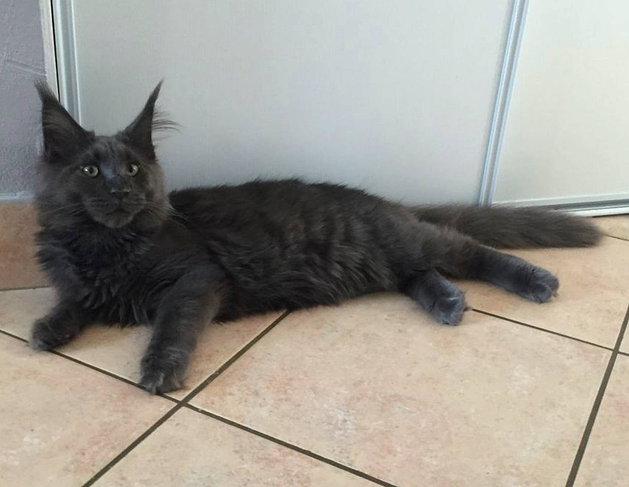 Saachi a rejoint le concours — aidez-le/la à gagner de superbes lots ! black_cat, carnivore, cat, claw, comfort, domestic_short_haired_cat, felidae, flooring, fur, hardwood, paw, small_to_medium_sized_cats, snout, tail, terrestrial_animal, whiskers