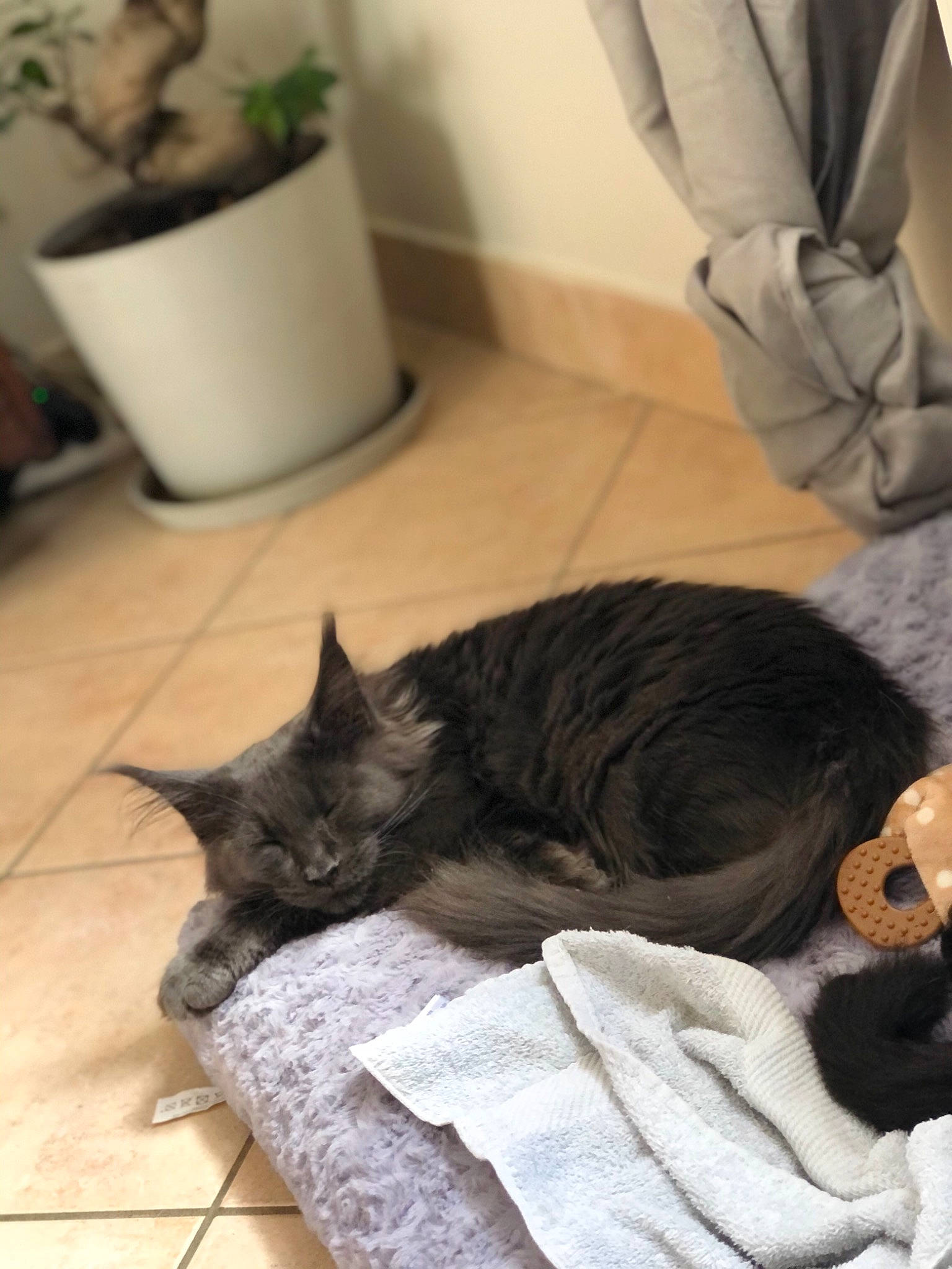 Saachi a rejoint le concours — aidez-le/la à gagner de superbes lots ! black_cat, canidae, carnivore, cat, claw, comfort, dog_breed, domestic_short_haired_cat, felidae, flooring, fur, grey, houseplant, plant, room, small_to_medium_sized_cats, snout, tail, tie, whiskers